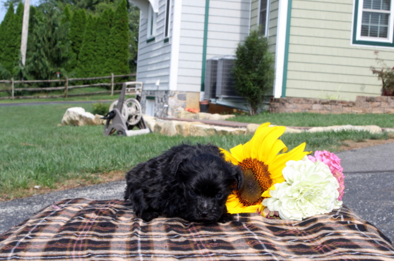 puppy, for, sale, Maltipoo, Matthew B. Stoltzfus, dog, breeder, Gap, PA, dog-breeder, puppy-for-sale, forsale, nearby, find, puppyfind, locator, puppylocator, aca